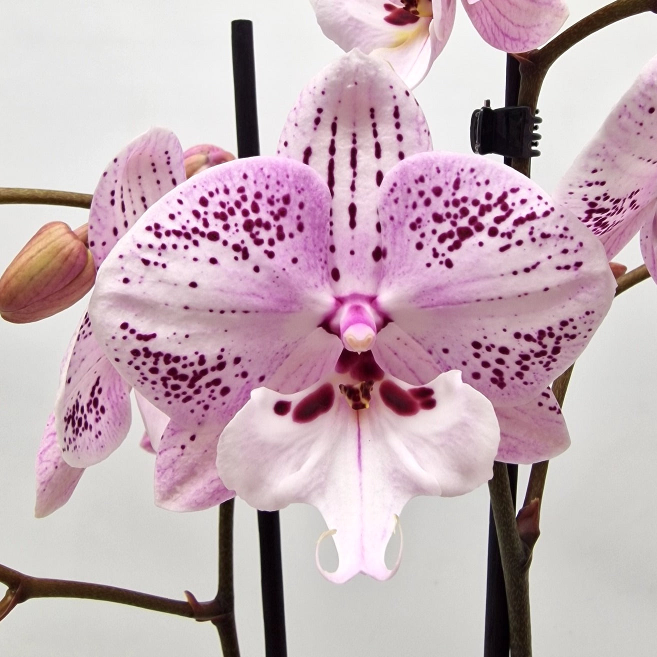 Phalaenopsis GC Reyoung Freckle (Big Lip)