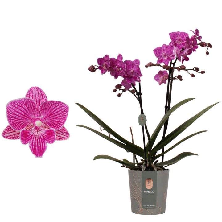 Phalaenopsis Cassion