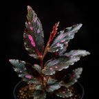 Begonia Julau Type 2