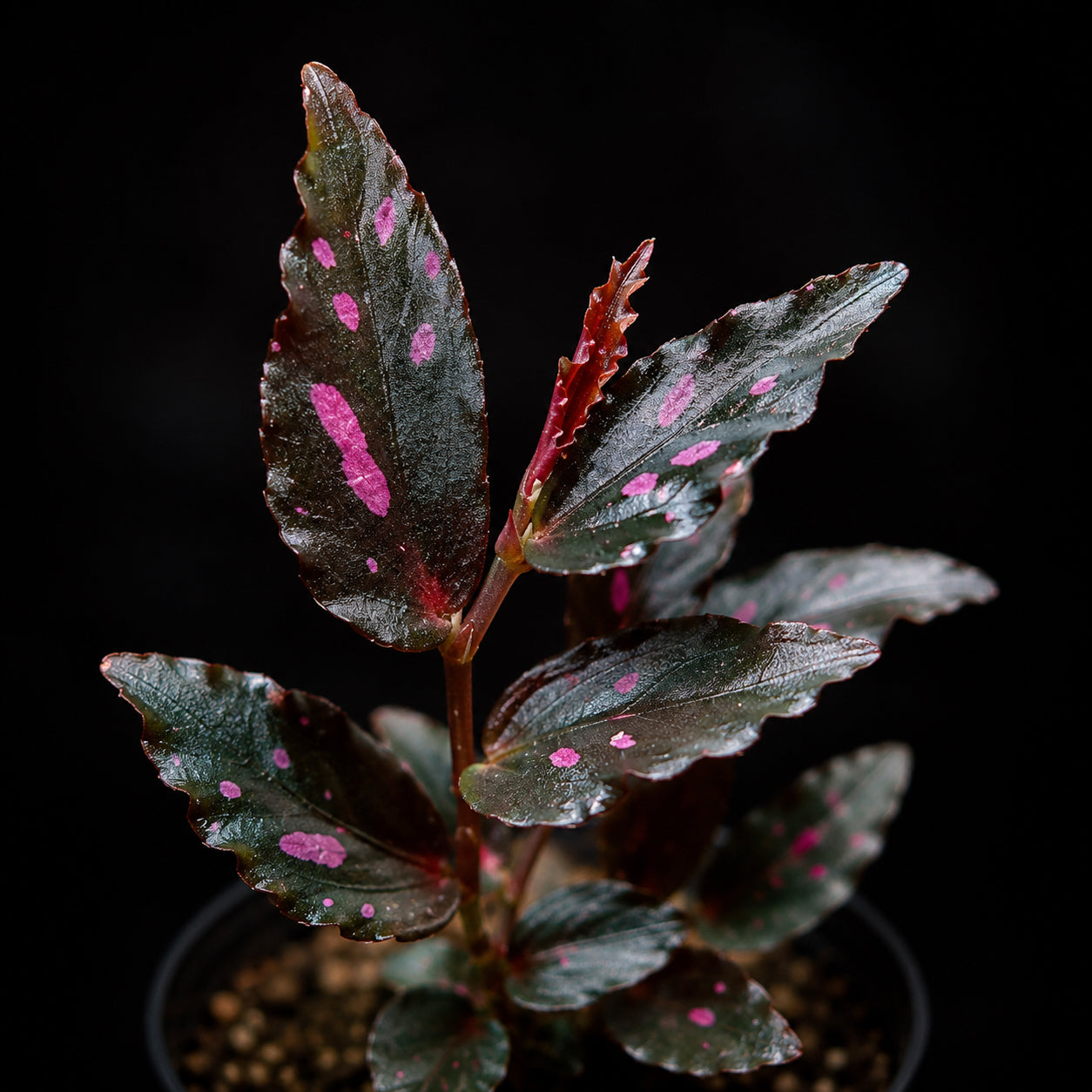 Begonia Julau Type 2