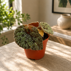 Begonia curtisii 'Galaxy'