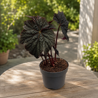 Begonia ‘Dark Side of the Moon’ - begonie rara cu frunzis aproape negru