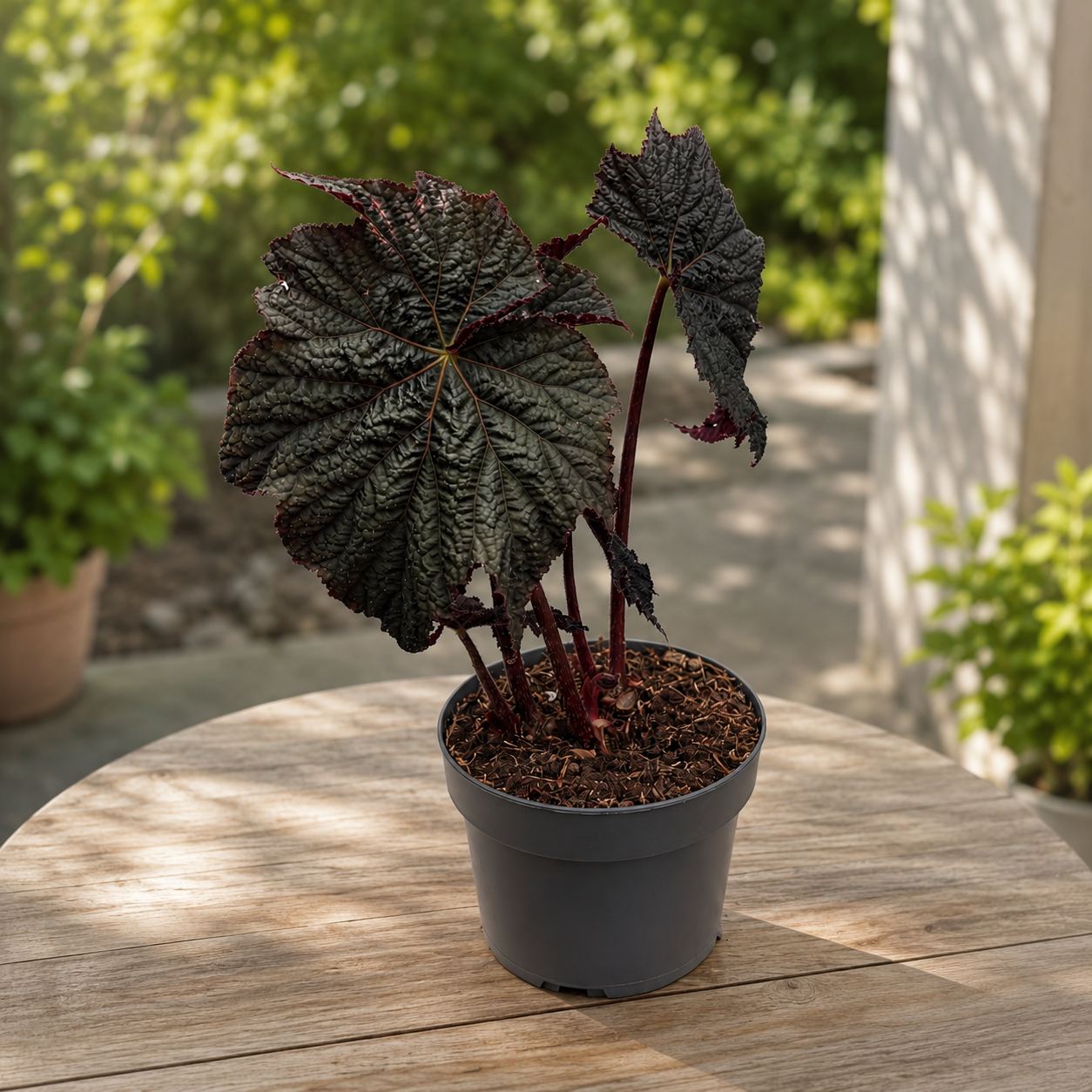 Begonia ‘Dark Side of the Moon’ - begonie rara cu frunzis aproape negru