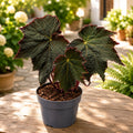 Begonia ‘Harvest Moon’ - begonie spectaculoasa cu frunze XL