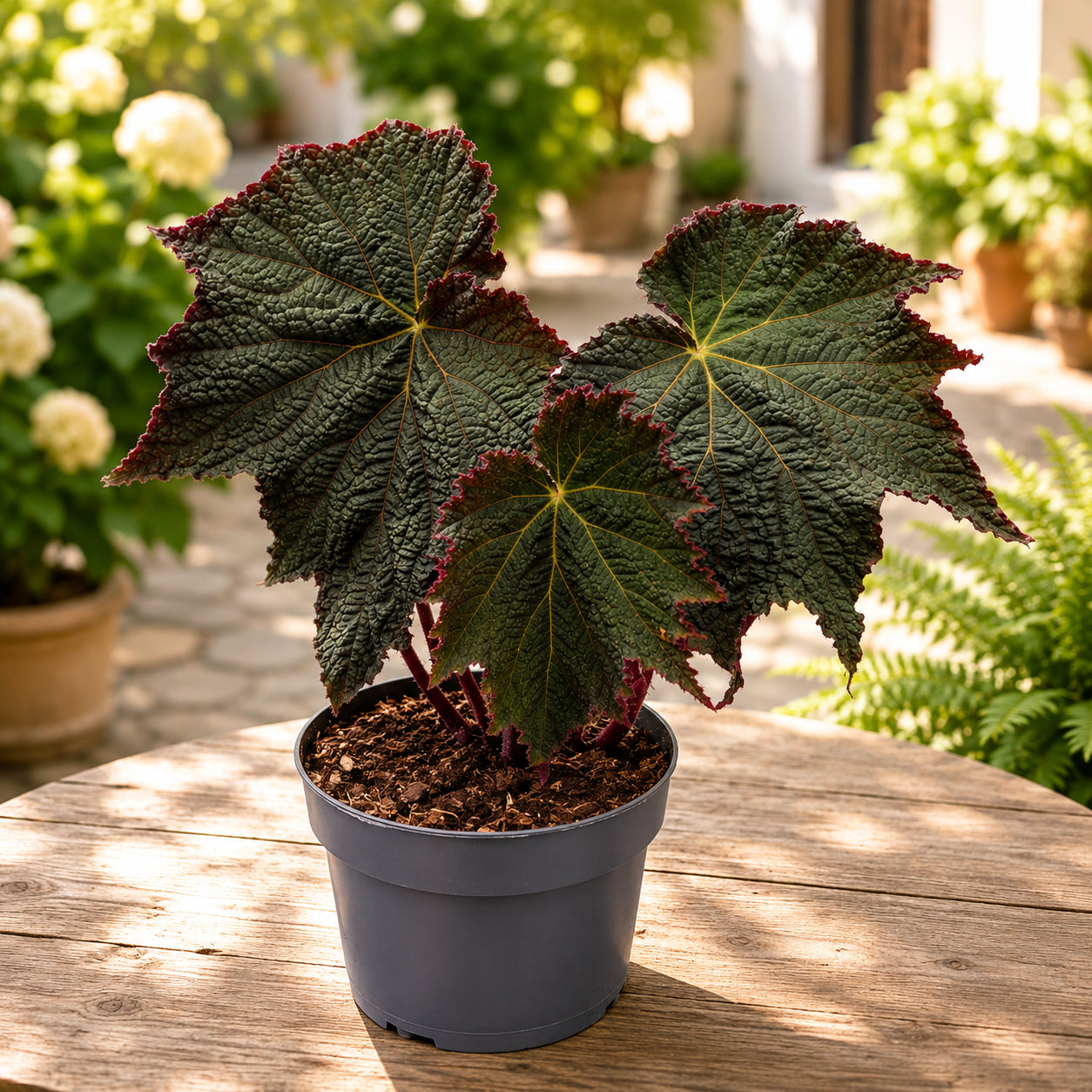 Begonia ‘Harvest Moon’ - begonie spectaculoasa cu frunze XL