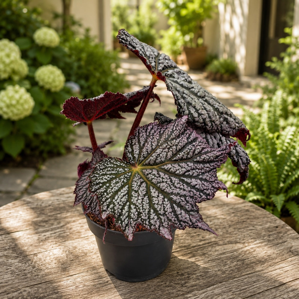 Begonia ‘Stirling Moon’ - begonie rara cu frunze argintii metalice