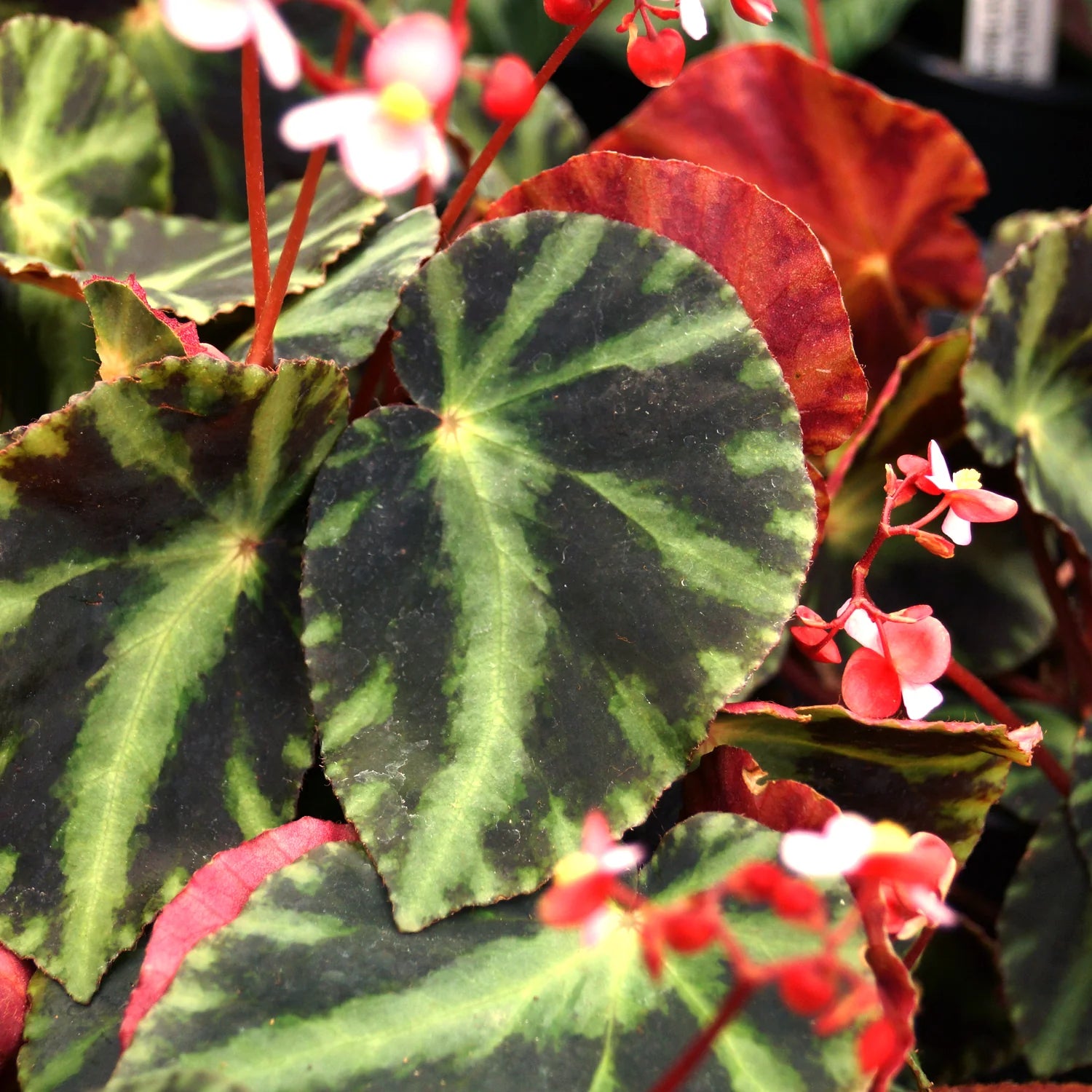 Begonia 'Cleopatra'