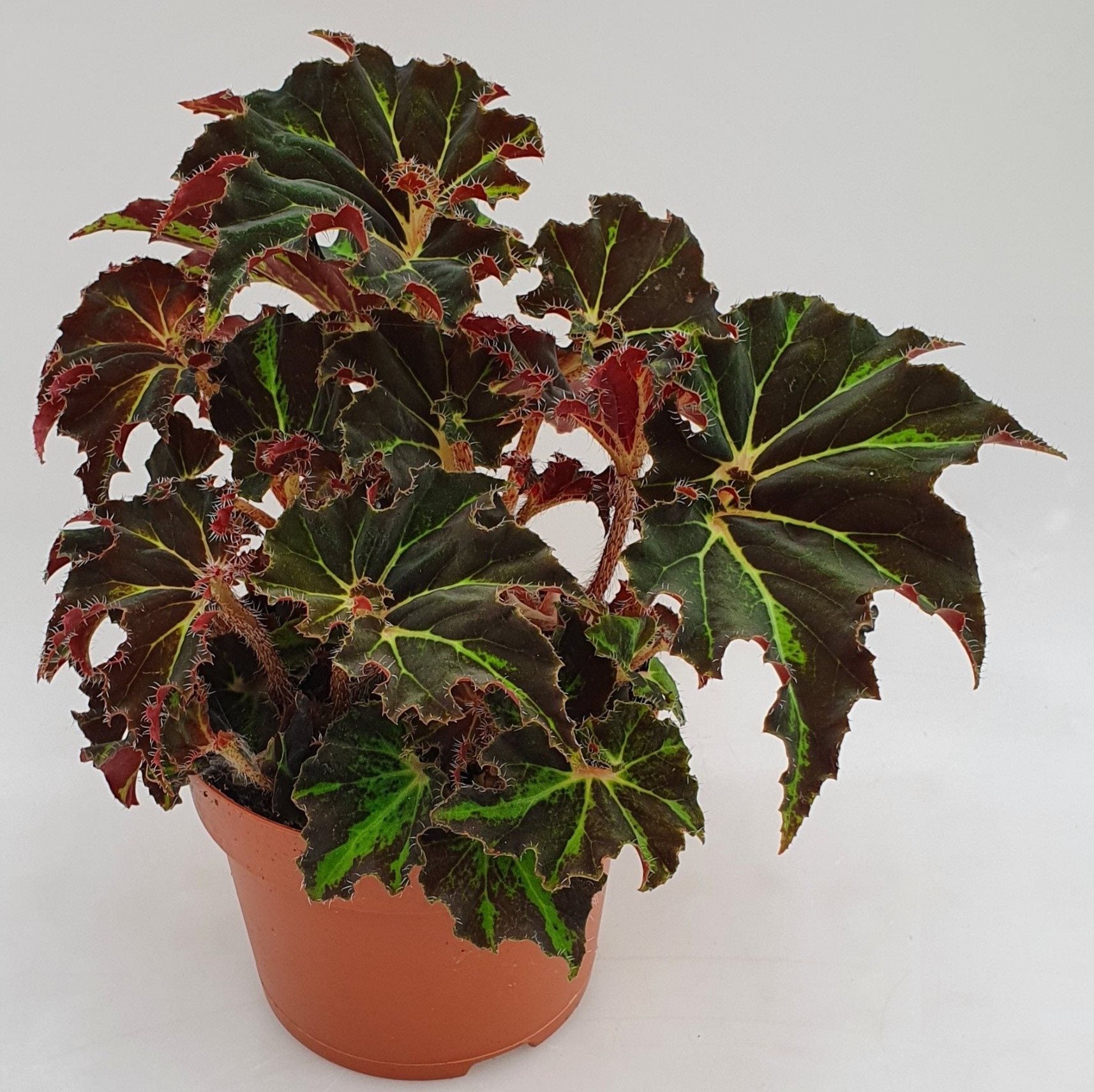 Begonia Evy