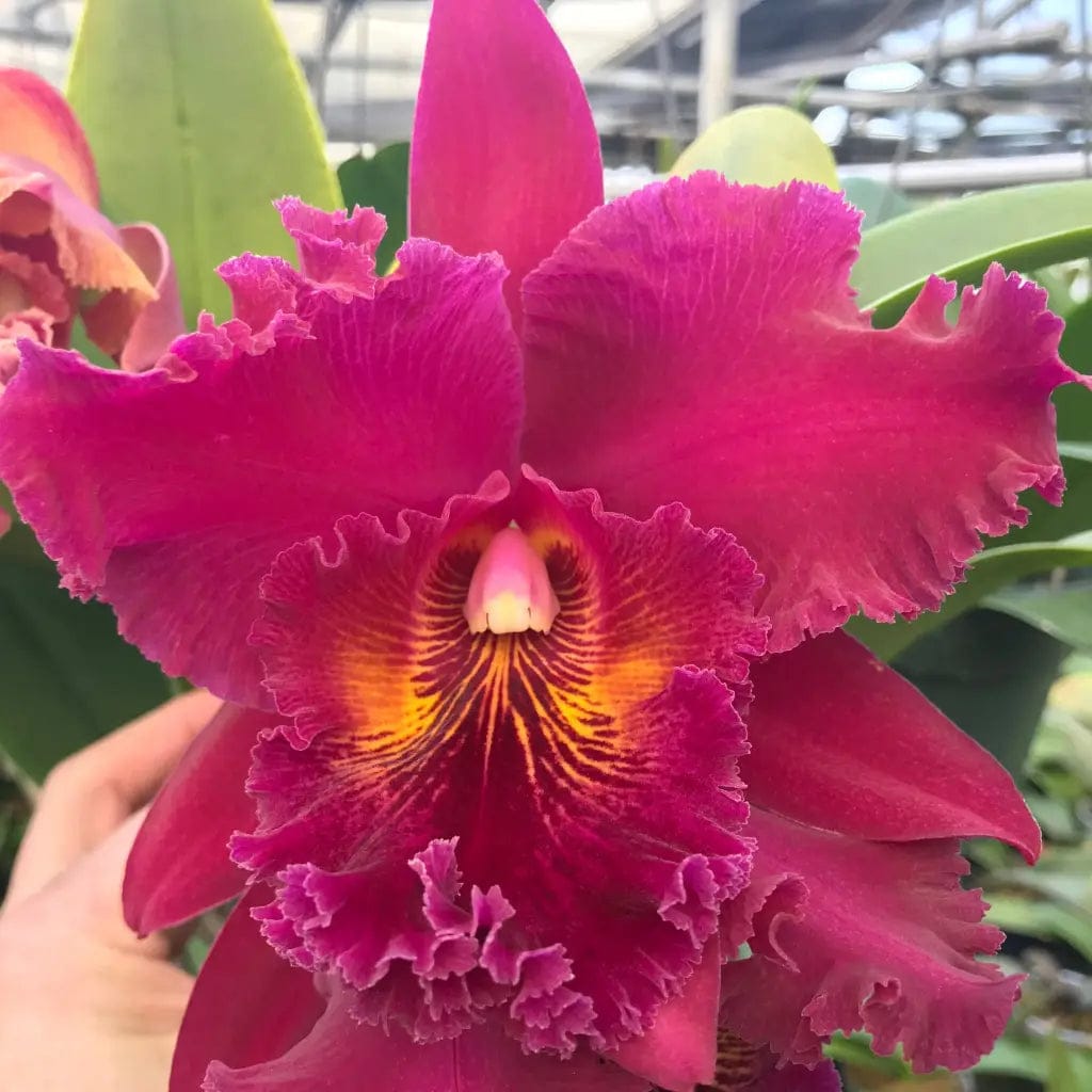 Blc. Chia Lin 'New City'