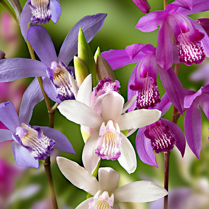 Bletilla Striata Mix