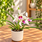 Holcostylis M S Sunlight x Holcoglossum Incantatio