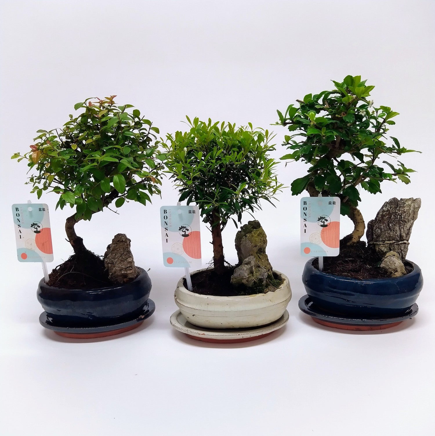 Bonsai 'Landscape' cu piatra