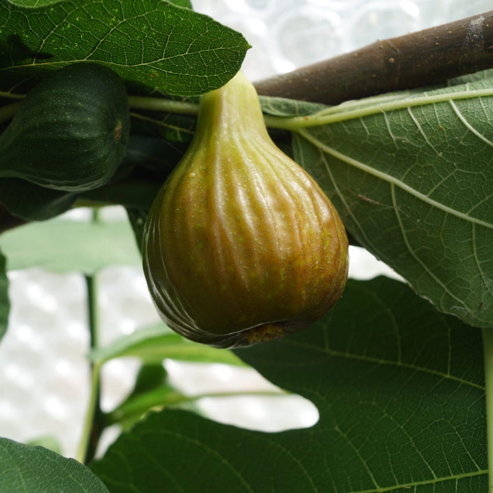 Ficus carica 'Bornholm' - Bornholm's Diamond