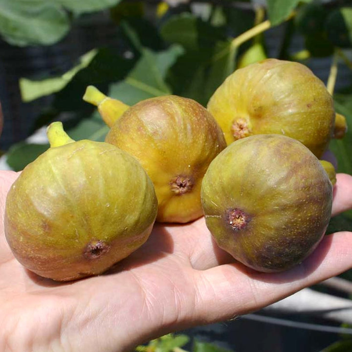 Ficus carica 'Bornholm' - Bornholm's Diamond