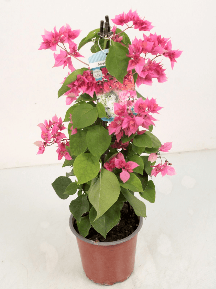 Bougainvillea cu flori duble - Bougainvillea dobrada 'Light Pink'