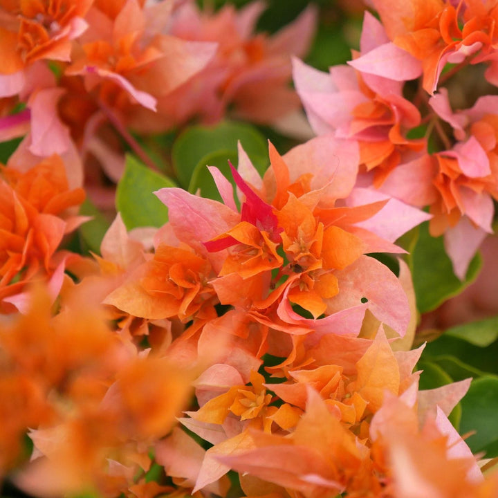 Bougainvillea portocalie cu flori duble - Bougainvillea dobrada 'Orange'