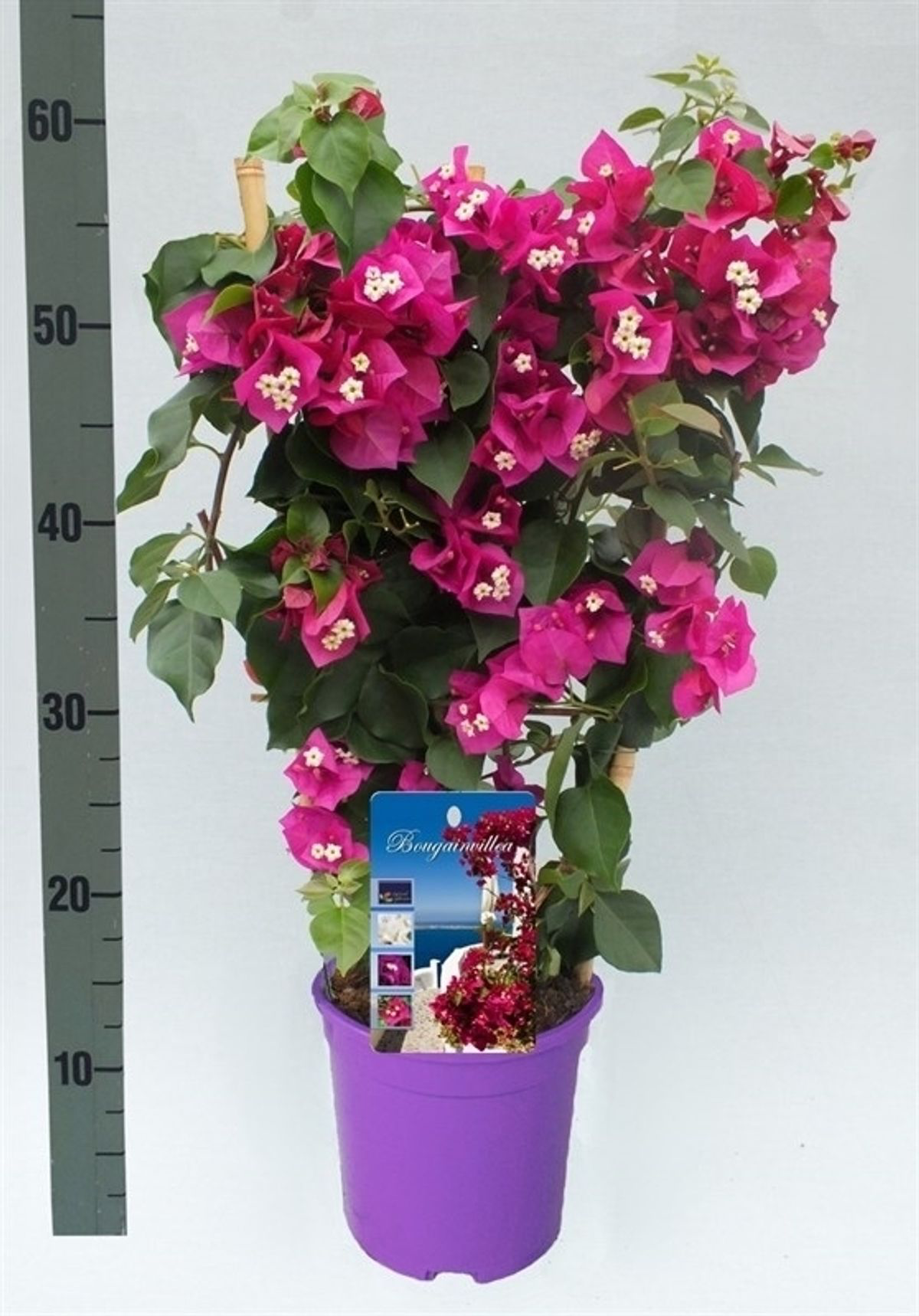 Bougainvillea ‘Purple’ - floarea de hartie mov