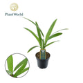 Eagle Palms 'Trachycarpus Fortunei' – Hardy palm for the garden