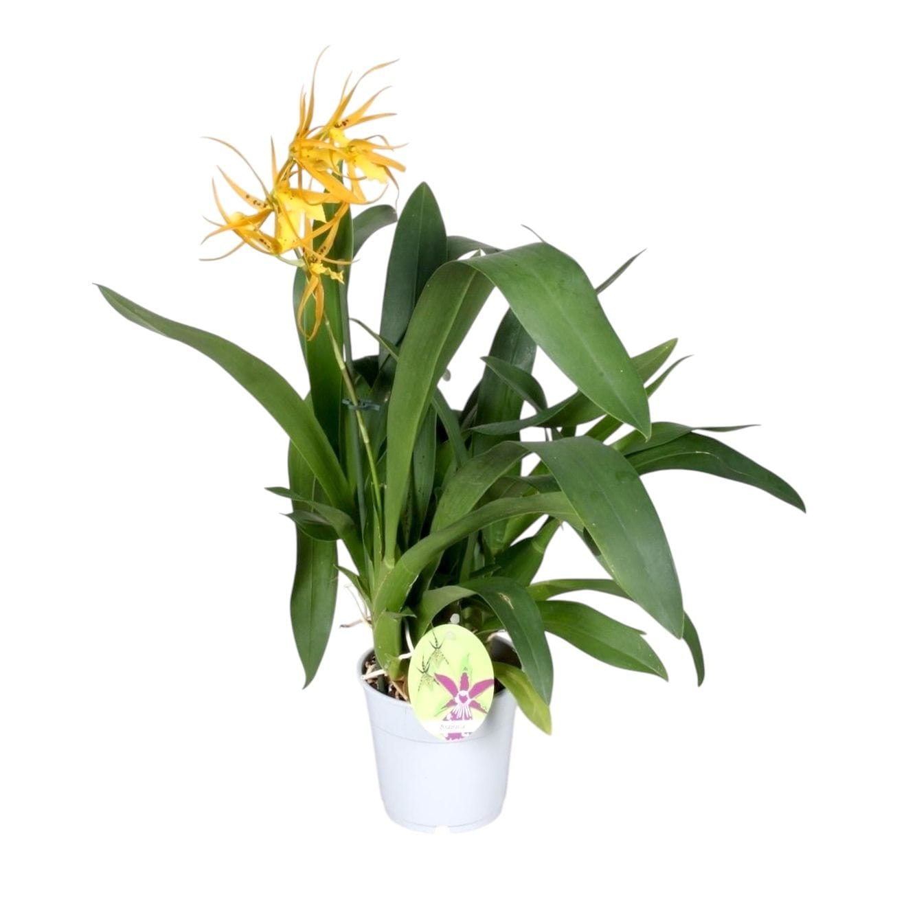 Brassia Orange Delight