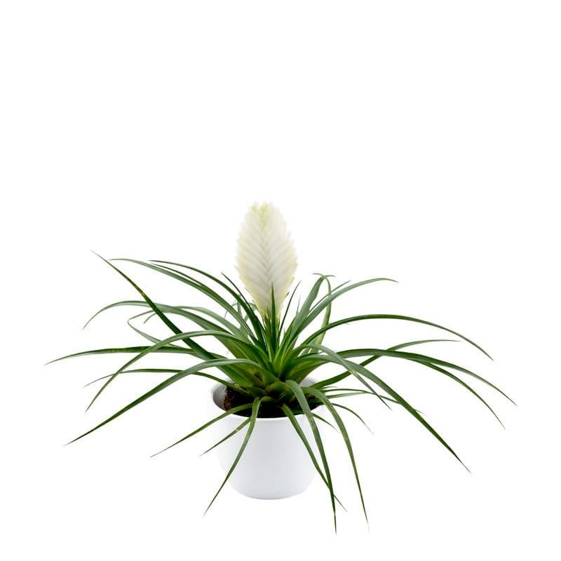 Tillandsia cyanea ‘White' T'S TROPICALS Tillandsia cyanea 'Biancini' – Secret Garden Plant Shop