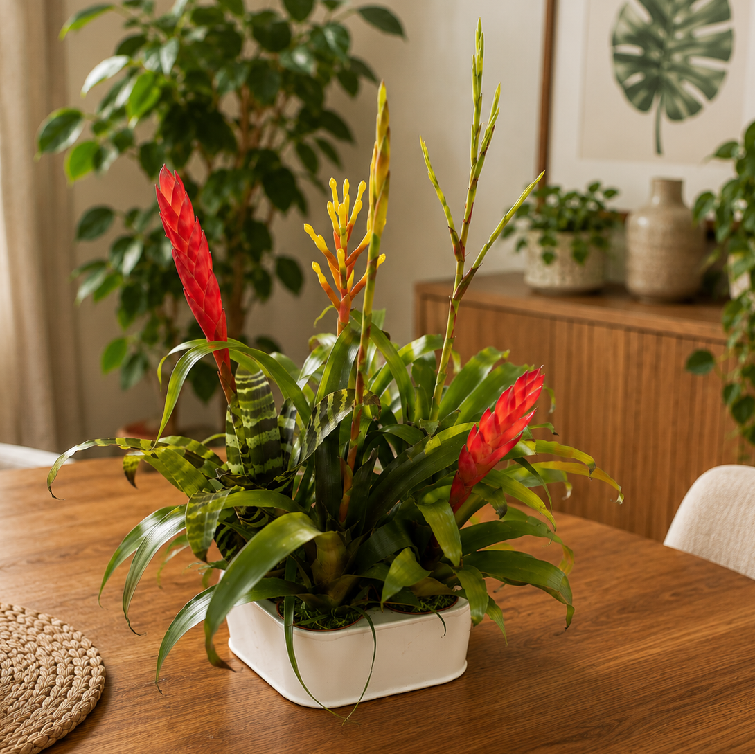 Bromelien-Mix – tropische Pflanzen mit spektakulären Blütenständen