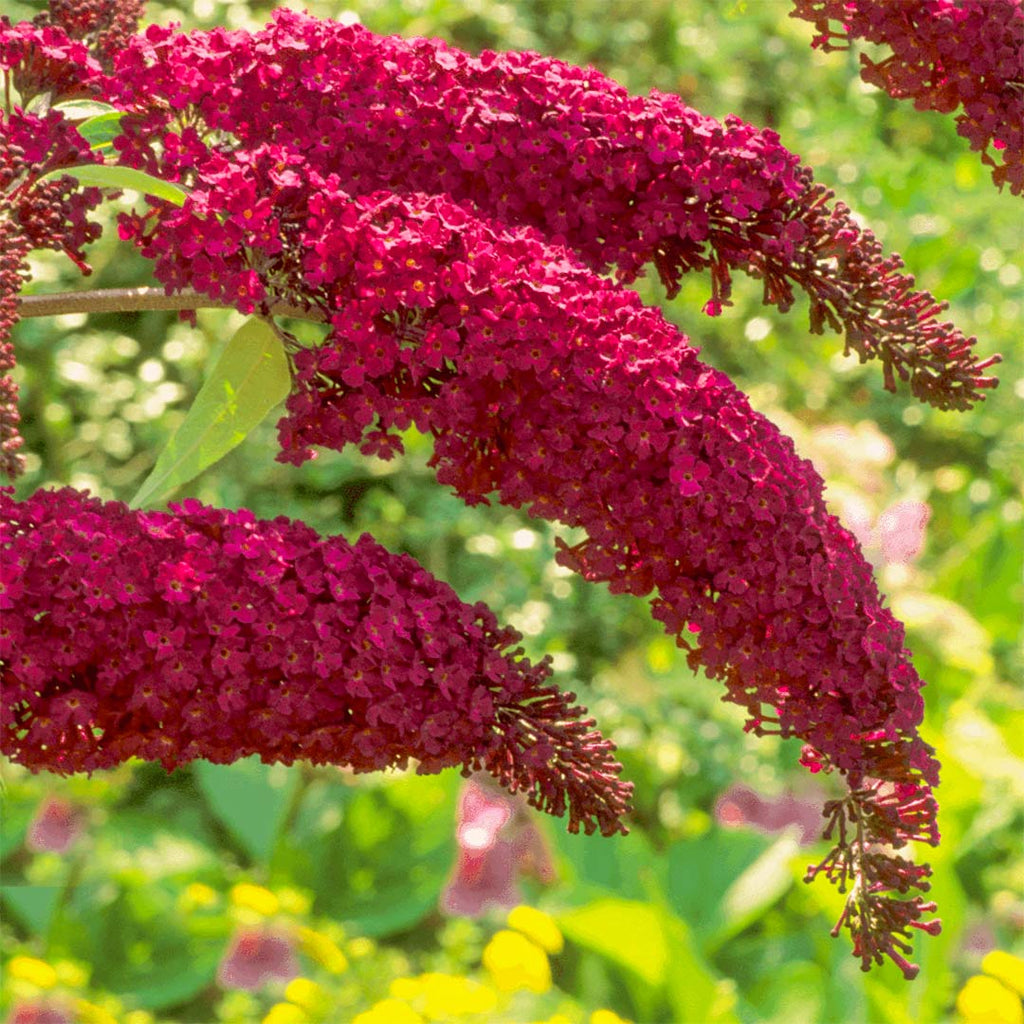 Liliac de vara - Buddleja davidii 'Royal Red'
