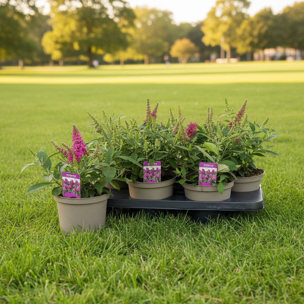 Buddleja davidii 'Little Rockstars Red' - Liliac de vara compact