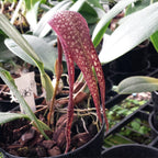 Bulbophyllum longisepalum