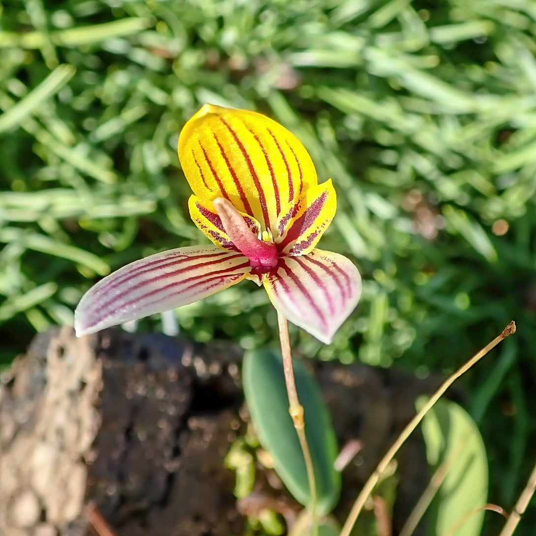 Bulbophyllum bolsteri