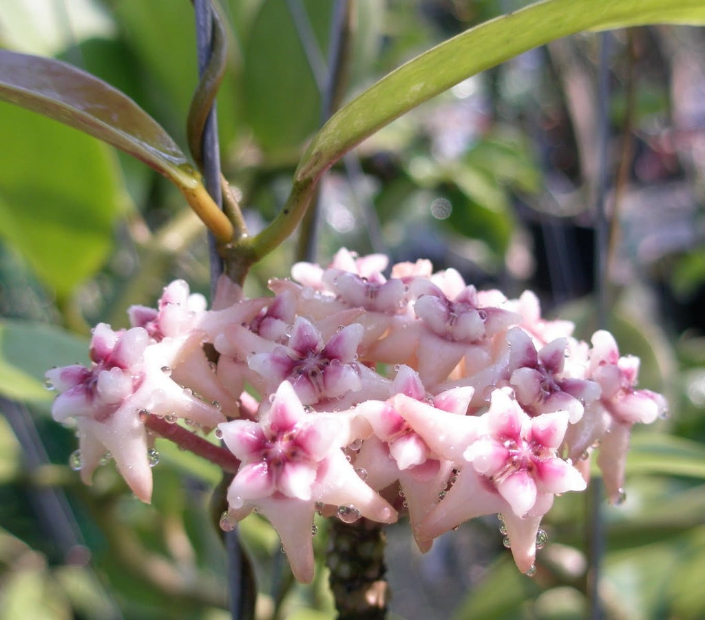 Hoya darwinii