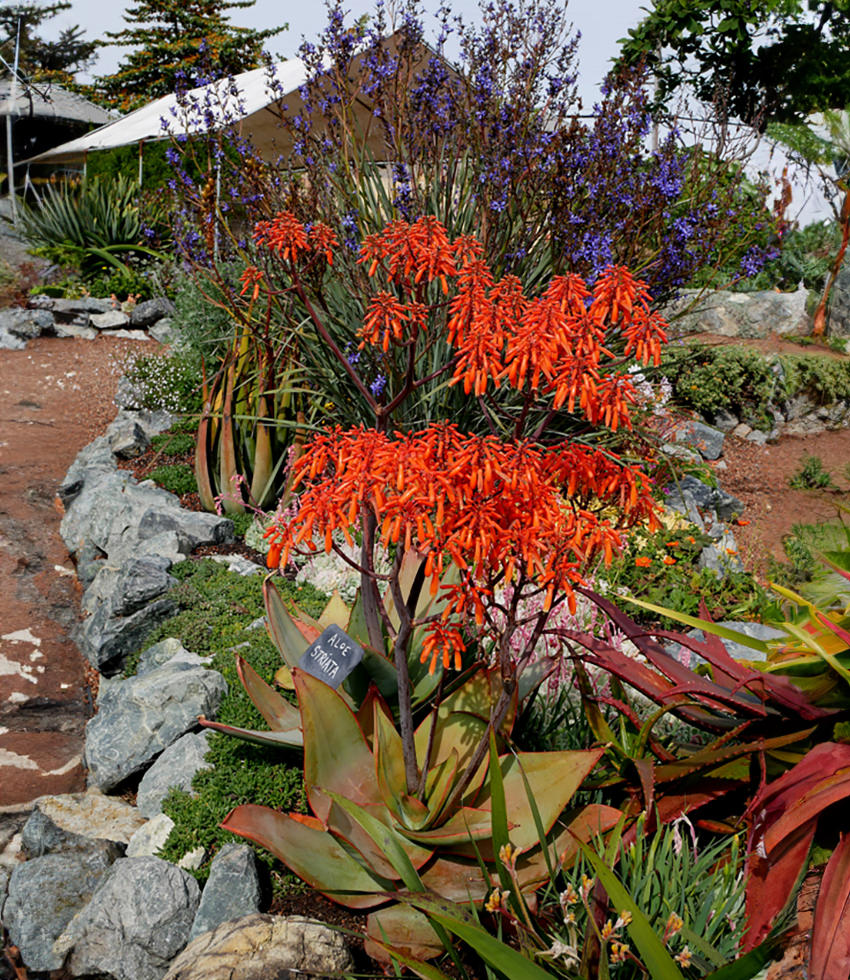 Aloe striata (Coral Aloe)