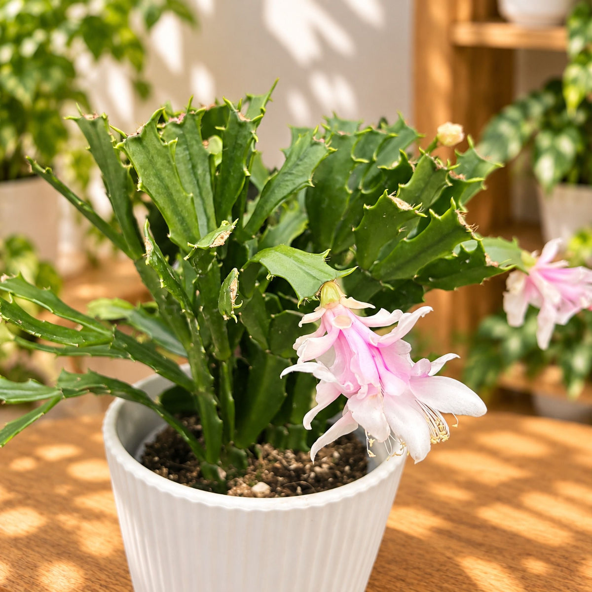 Schlumbergera 'Thor Wild Cactus White'