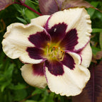 Hemerocallis ‘Celebration of Angels’ - rizomi de plantare