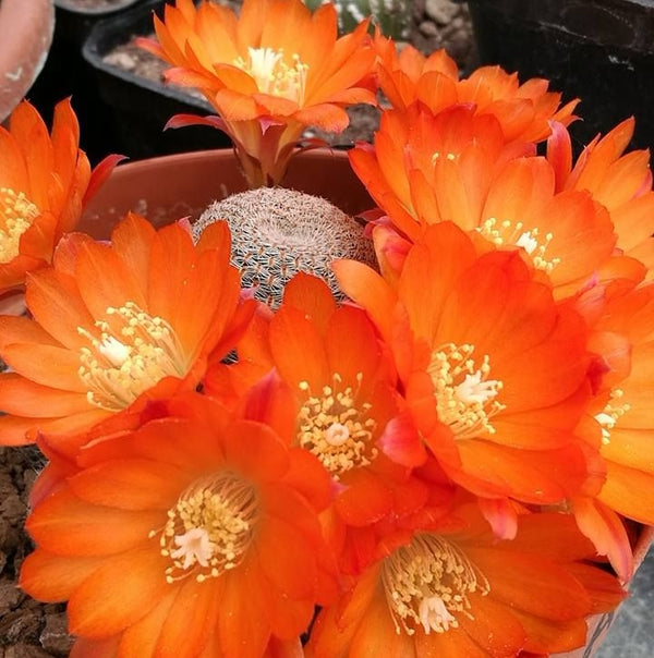 Rebutia muscula