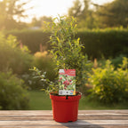 Vaccinium corymbosum 'Pink Lemonade' ('Pink Marmalade')