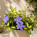 Vinca minor 'Illumination' – golden foliage and blue flowers
