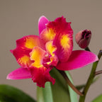 Cattleya Hawaiian Splash 'Lea' BM/JOGA
