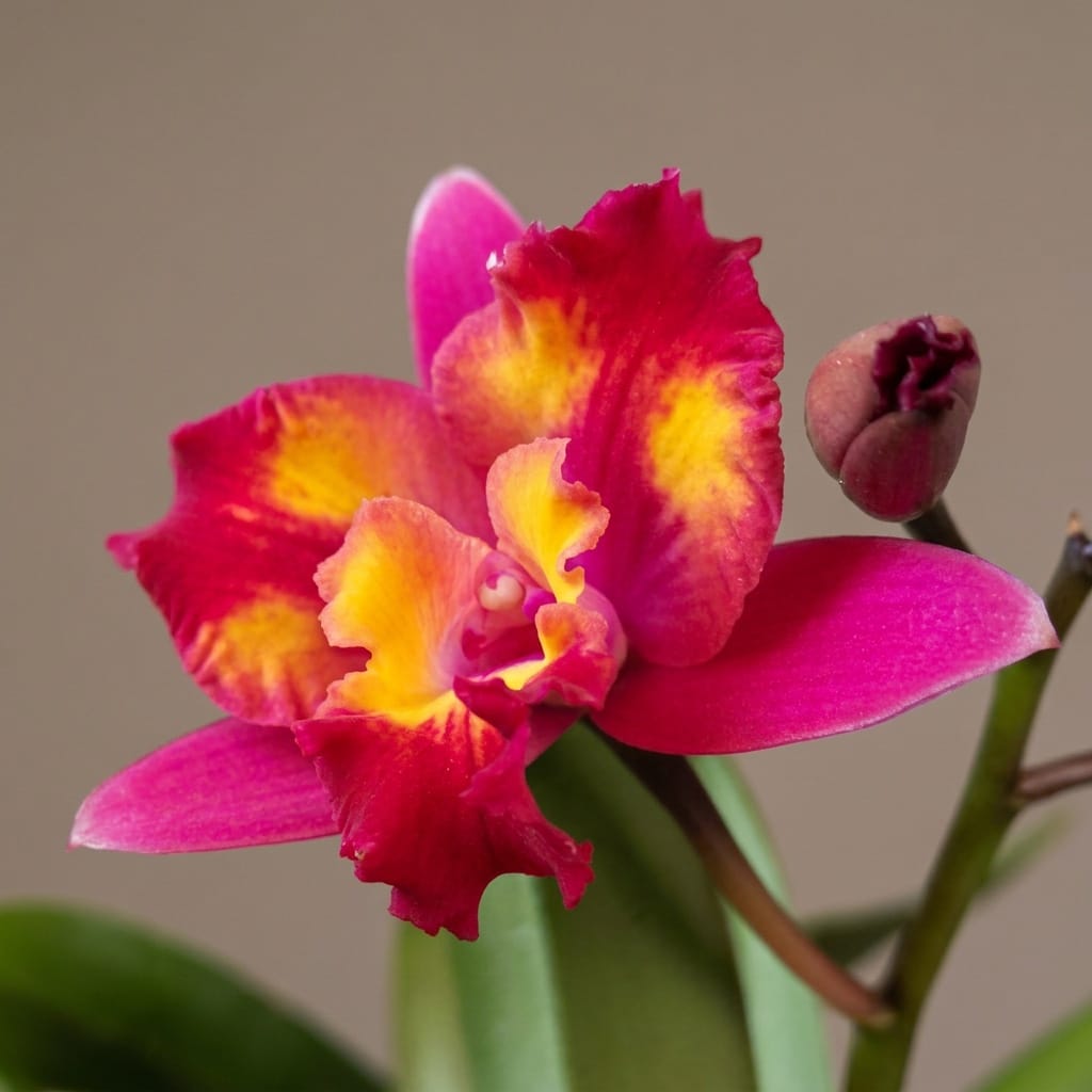 Cattleya Hawaiian Splash 'Lea' BM/JOGA