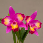 Cattleya Hawaiian Splash 'Lea' BM/JOGA