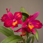 Cattleya Hawaiian Splash 'Lea' BM/JOGA
