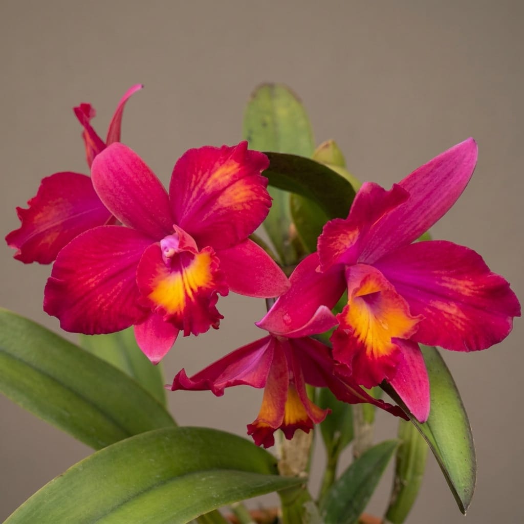 Cattleya Hawaiian Splash 'Lea' BM/JOGA