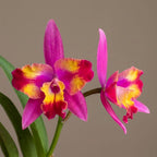 Cattleya Hawaiian Splash 'Lea' BM/JOGA