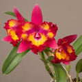 Cattleya Hawaiian Splash 'Lea' BM/JOGA