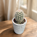 Echinocereus pectinatus (Rainbow Cactus) - cactus arici cu flori spectaculoase