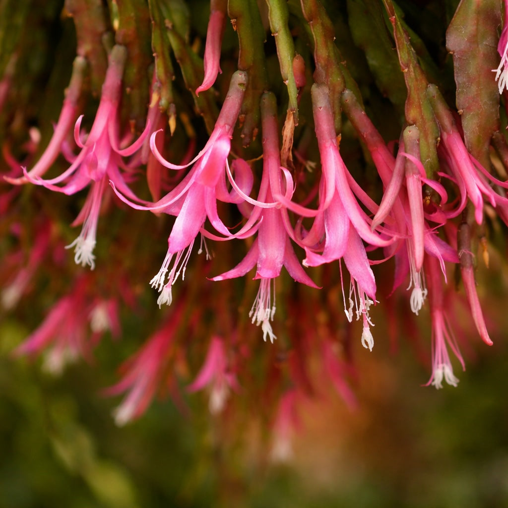 Disocactus quetzaltecus – cactus epifit exotic, cu tulpini plate si inflorire spectaculoasa
