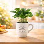 Coffee tree in a coffee cup - Coffea arabica