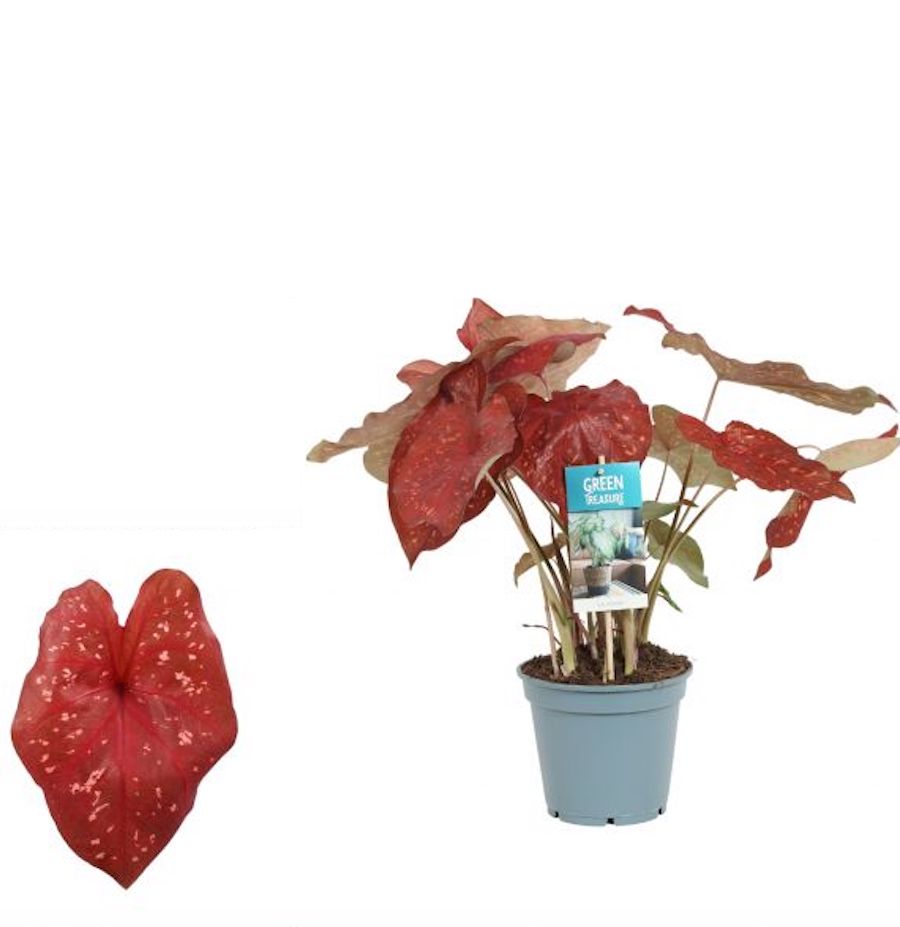 Caladium 'Burning Heart'