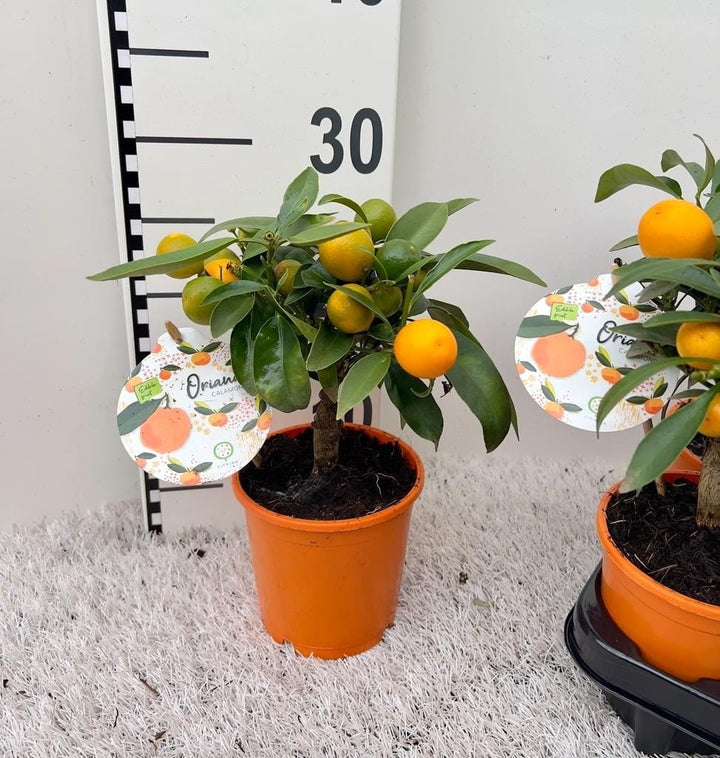 Calamondin Oriana (Citrina)