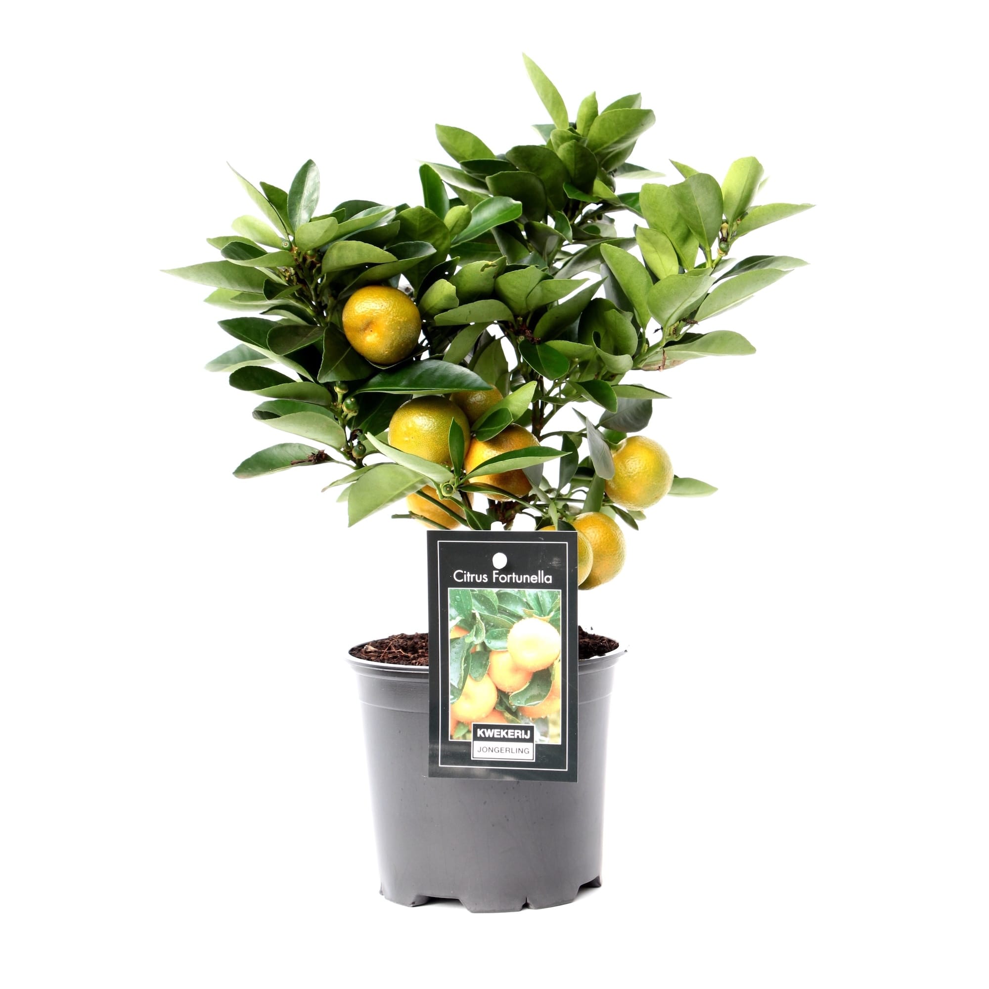 Calamondin pe picior - Mandarin Pitic