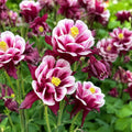 Aquilegia vulgaris 'Winky Double Red & White' - caldaruse de gradina cu flori duble rosu-alb